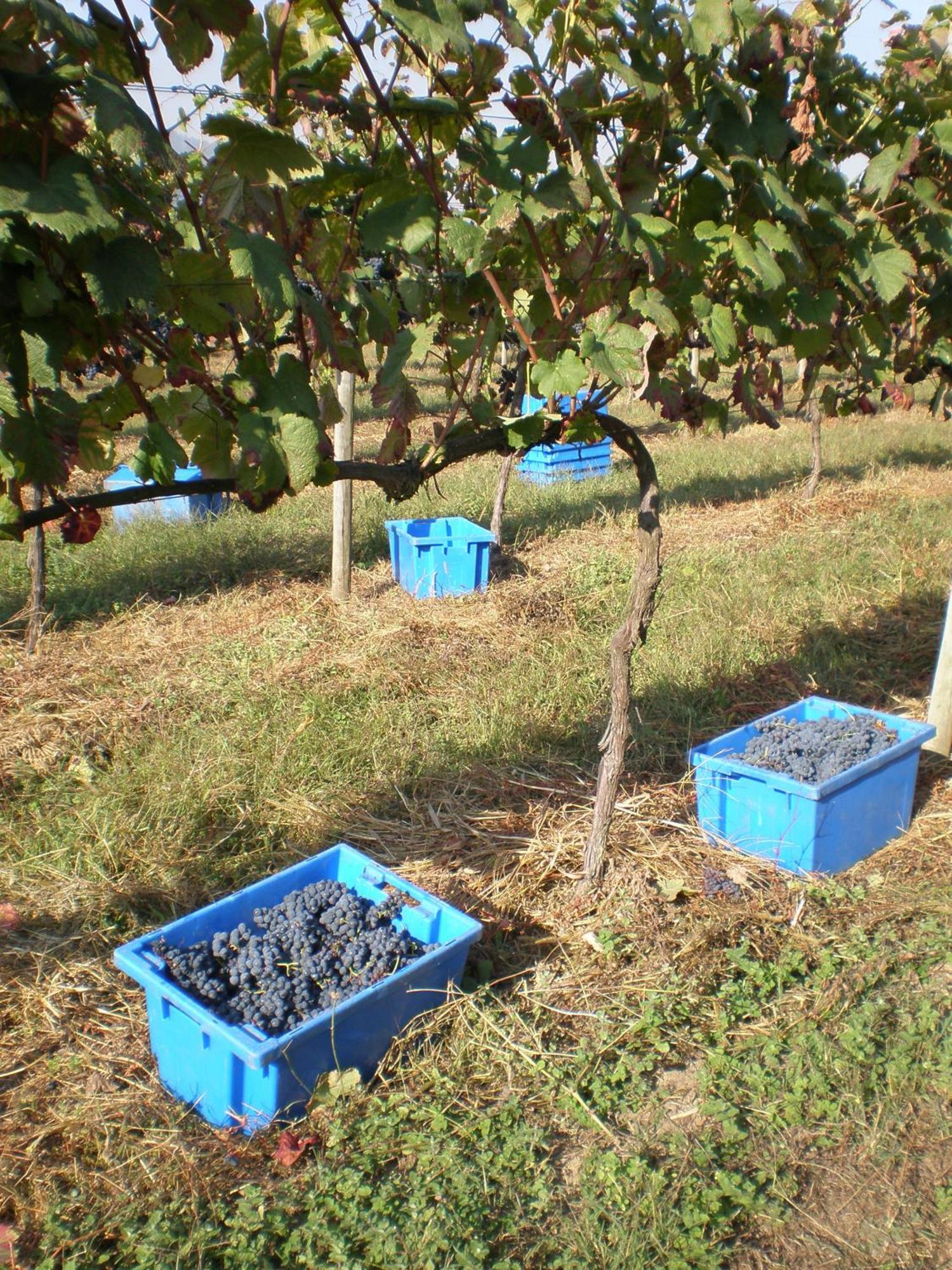 1720 Quinta Da Cancela - Winery & Farmhouse Guimarães Екстериор снимка